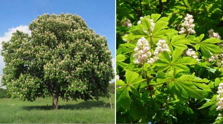 Horse Chestnut (Aesculus hippocastanum)