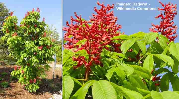 Red Buckeye (Aesculus pavia)