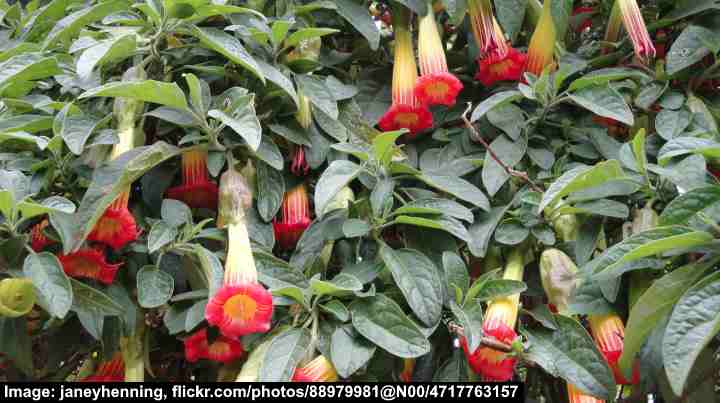 Red Angel’s Trumpet Tree (Brugmansia sanguinea)