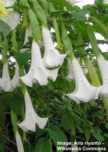 Angel’s Trumpet (Brugmansia suaveolens)