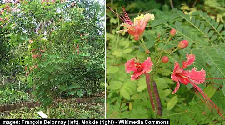 Pink Peacock Flower (Caesalpinia pulcherrima ‘Rosea’)