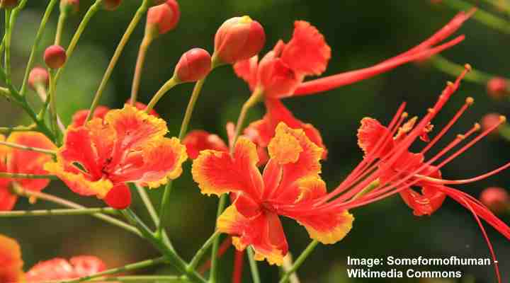 Red Bird of Paradise (Caesalpinia pulcherrima)