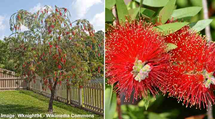 Crimson Bottlebrush Tree (Melaleuca citrina)