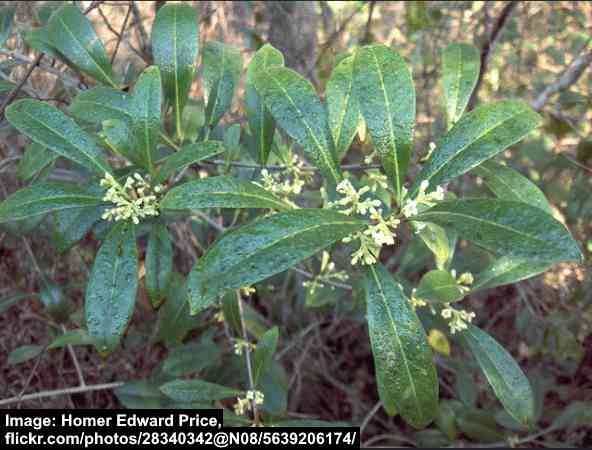 Devilwood (Cartrema americanus)