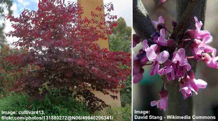 Eastern Redbud ‘Forest Pansy’ (Cercis canadensis ‘Forest Pansy’)