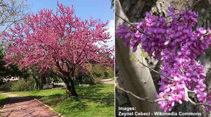 Judas Tree (Cercis siliquastrum)