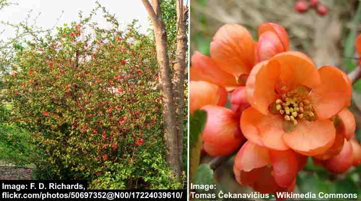 Japanese Flowering Quince (Chaenomeles Japonica)