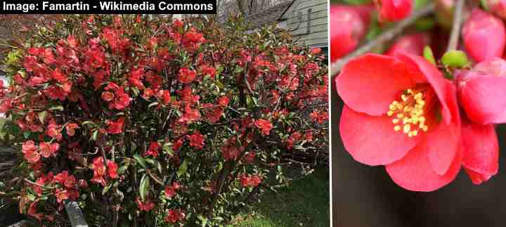 Common Flowering Quince (Chaenomeles speciosa)