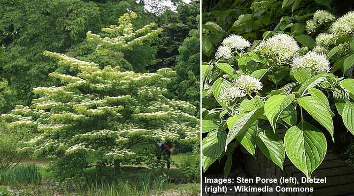 Giant Dogwood (Cornus controversa)