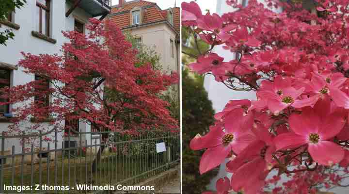 Red Flowering Dogwood Tree (Cornus florida ‘Cherokee Chief’)