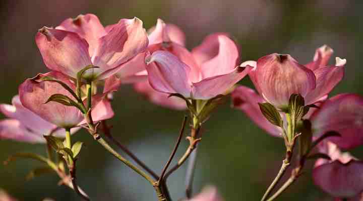 Tibouchina Granulosa - purple glory tree for sale South Florida 🌳