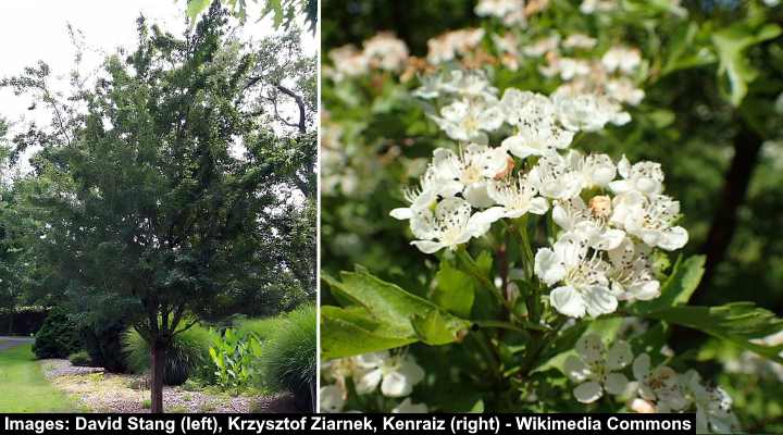 English Hawthorn (Crataegus laevigata)