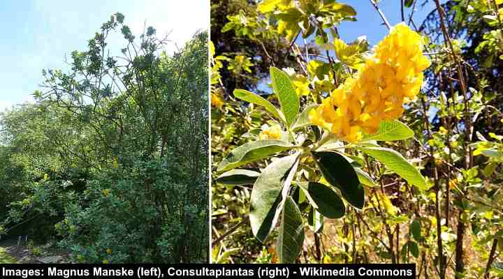 Pineapple Broom Tree (Cytisus battandieri)