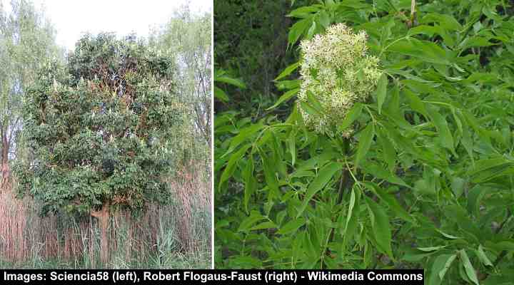 Manna Ash (Fraxinus ornus)