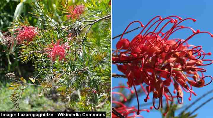 Red Flowering Grevillea Trees