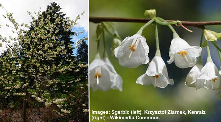 Carolina Silverbell Tree (Halesia carolina)