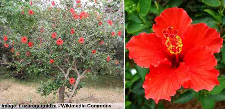 Chinese Hibiscus Tree With Red Flowers (Hibiscus rosa-sinensis)