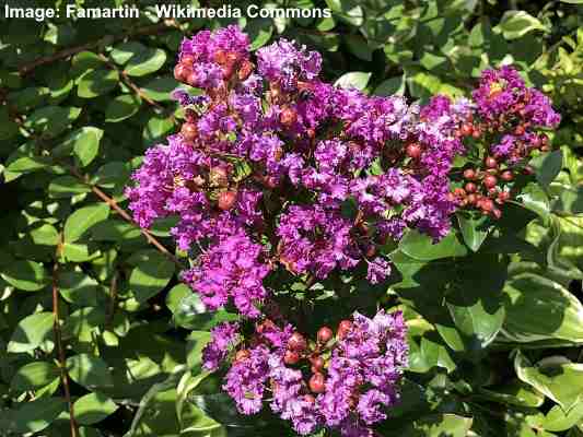 Tibouchina Granulosa - purple glory tree for sale South Florida 🌳