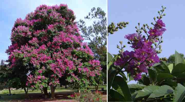 Pride of India (Lagerstroemia speciosa)