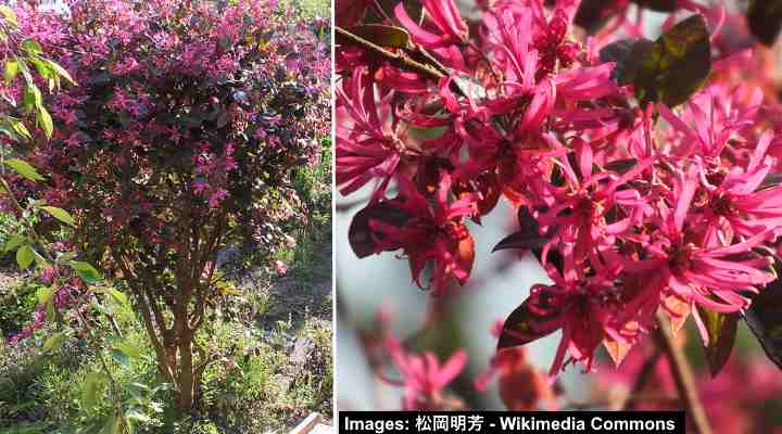 Pink-Flowering Fringe Trees (Loropetalum chinense var rubrum 'Sizzling Pink')