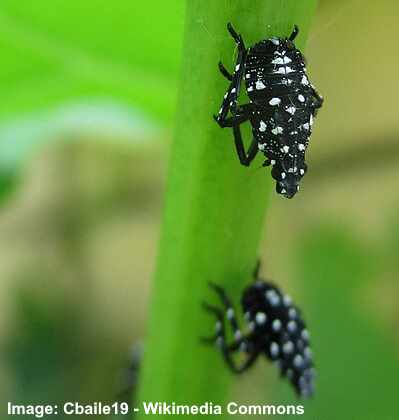 Types of Black and White Bugs (With Pictures) - Identification Guide