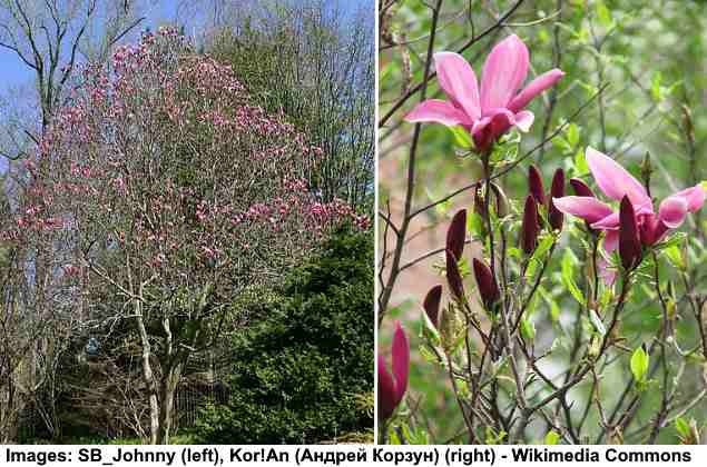 Susan Magnolia (Magnolia Susan)