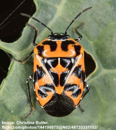 46 Texas Bugs and Insects (with Pictures) – Identification Guide