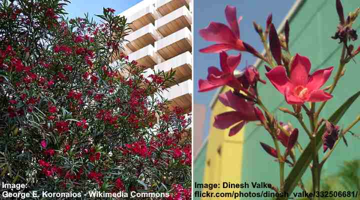 ‘Hardy Red’ Oleander (Nerium oleander ‘Hardy Red’)