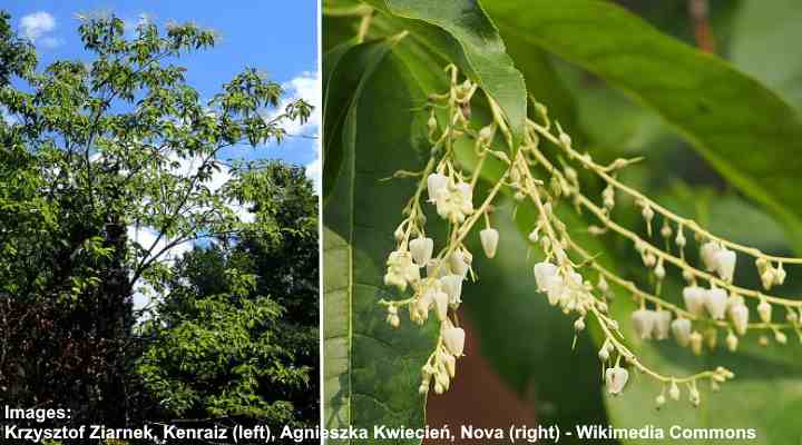 Sourwood tree (Oxydendrum arboreum)
