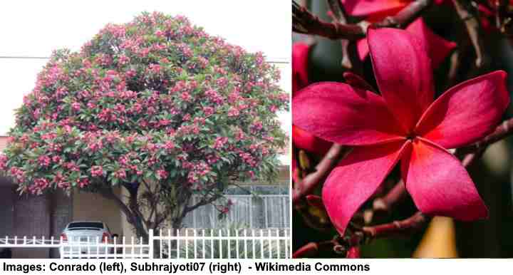 Red Frangipani Tree (Plumeria Rubra)