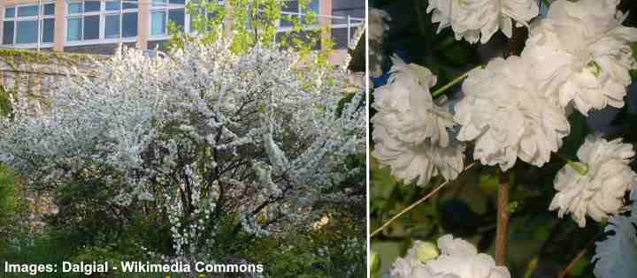 White Flowering Almond Tree Prunus glandulosa alboplena
