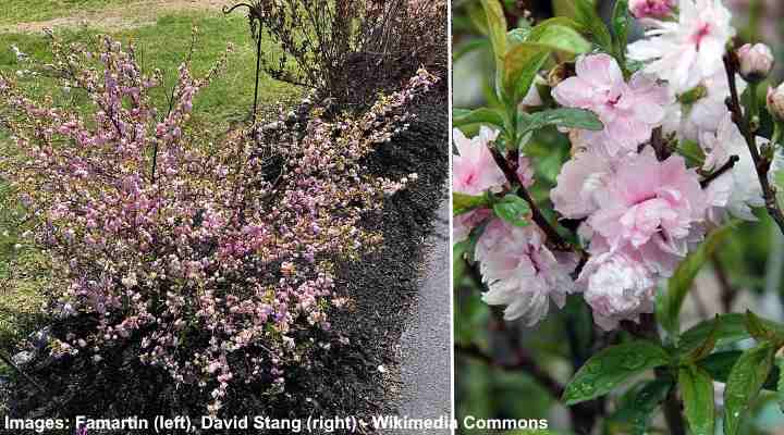 Chinese Plum Tree (Prunus glandulosa)