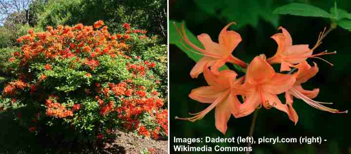 Flame Azalea (Rhododendron calendulaceum)