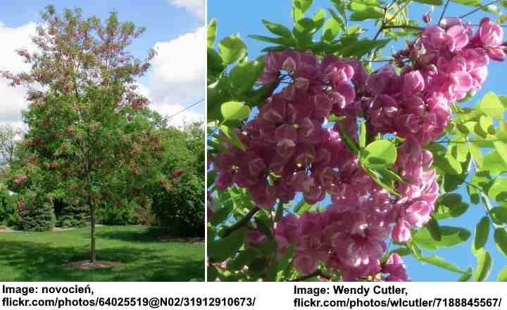 Purple Robe Locust tree (Robinia pseudoacacia ‘Purple Robe’)