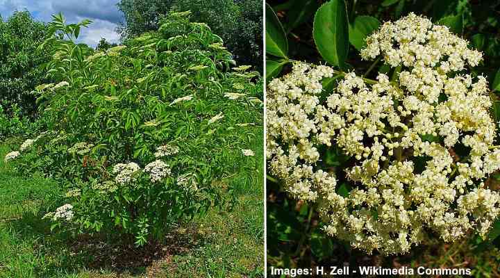 32 Shrubs And Trees With Purple Berries Identification Guide