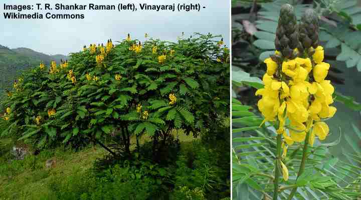Candelabra Tree (Senna didymobotrya)