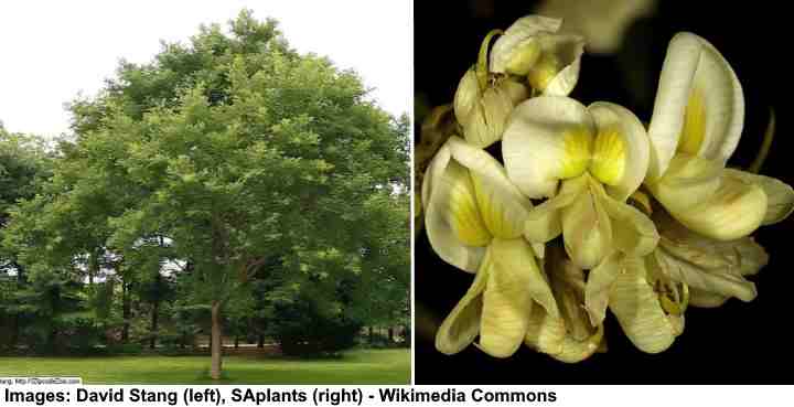 Scholar Tree (Sophora japonica)