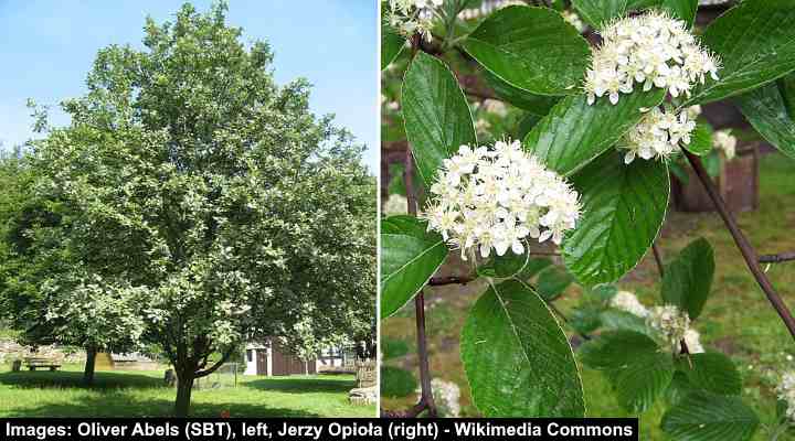 Whitebeam (Sorbus aria)