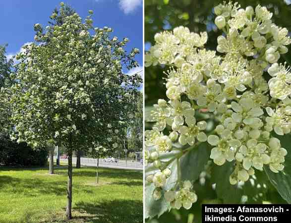 Swedish Whitebeam (Sorbus intermedia)