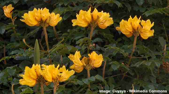 Yellow African Tulip Tree (Spathodea campanulata ‘Aurea’)