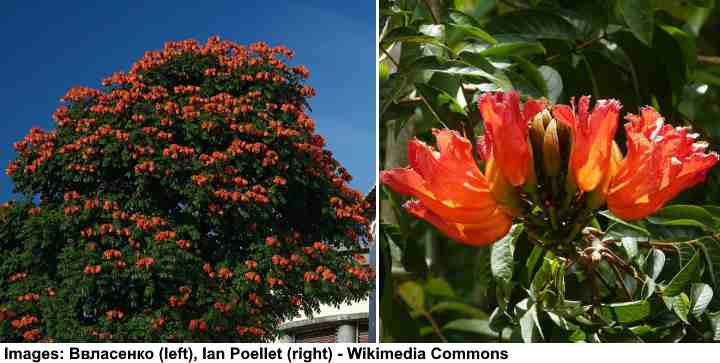 African Tuliptree (Spathodea campanulata)