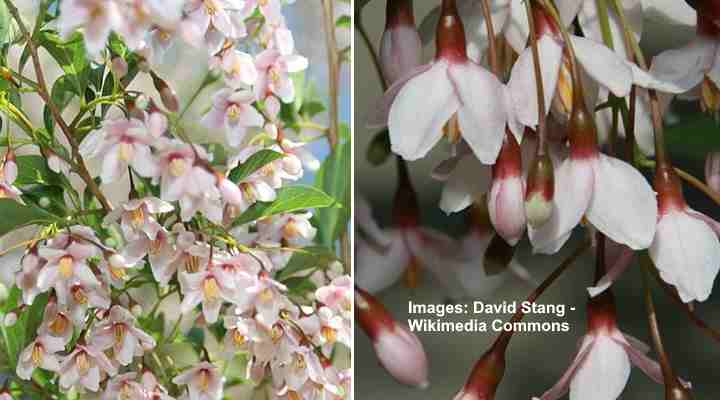 Japanese Snowbell ‘Pink Chimes’ (Styrax japonicus ‘Pink Chimes’) 