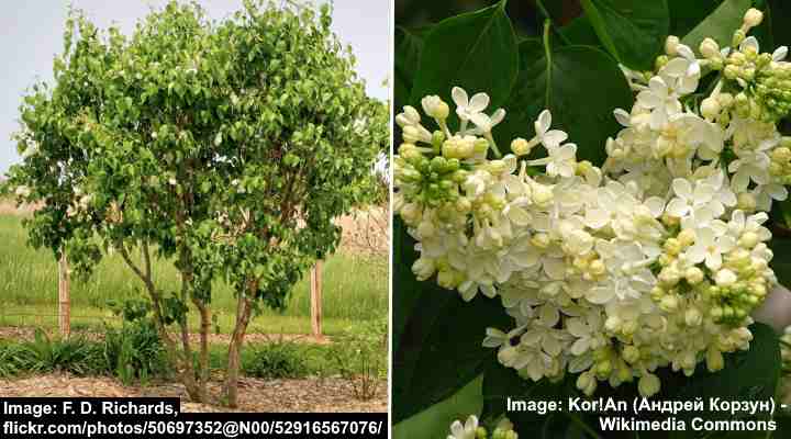Lilac ‘Primrose’ (Syringa vulgaris ‘Primrose’)