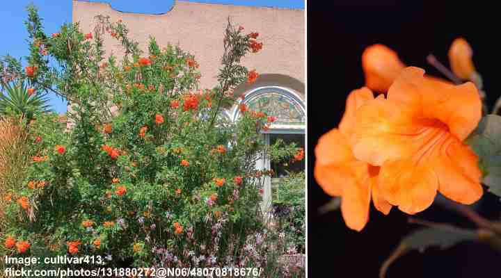 Small Orange Flowering Trees (With Pictures): Identification Guide