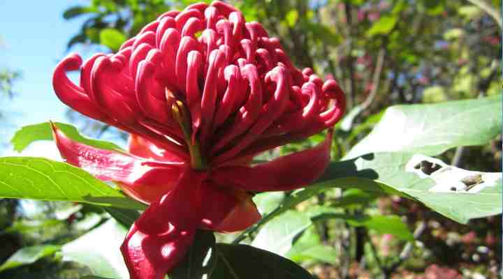 Waratah (Telopea)