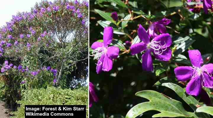 Tibouchina Granulosa - purple glory tree for sale South Florida 🌳