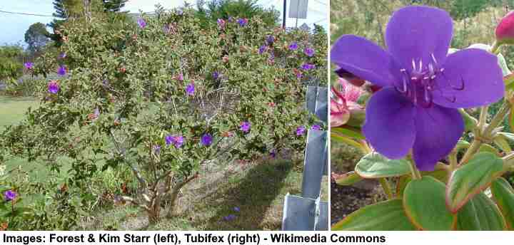 Tibouchina Granulosa - purple glory tree for sale South Florida 🌳