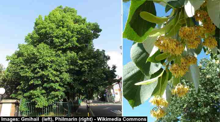 Large-Leaved Lime Tree (Tilia platyphyllos)
