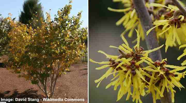Witch Hazel (Hamamelis)