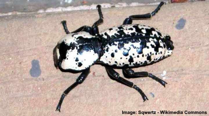 Types of Black and White Bugs (With Pictures) - Identification Guide